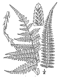 drawing of deparia acrostichoides plant parts